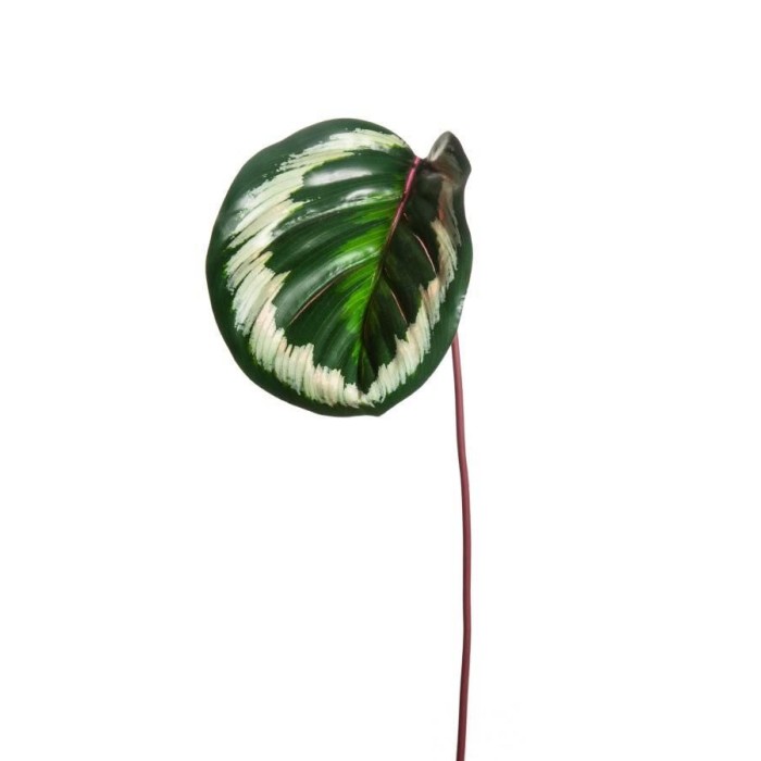 FOGLIA CALATHEA ORNATA OUTDOOR